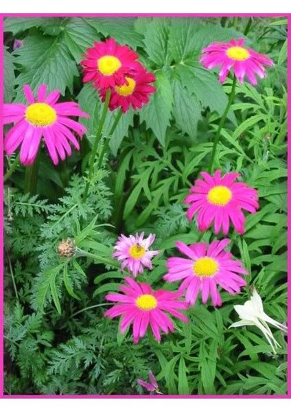 20 Adet Mixed Colors Robınsons Paınted Daısy Tohumu