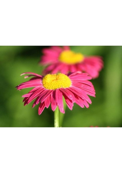 20 Adet Mixed Colors Robınsons Paınted Daısy Tohumu