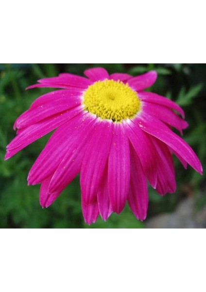 20 Adet Mixed Colors Robınsons Paınted Daısy Tohumu