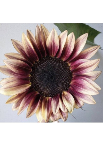 10 Adet Procut Plum Sunflower Tohumu