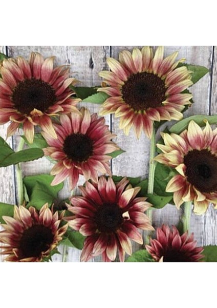 10 Adet Procut Plum Sunflower Tohumu