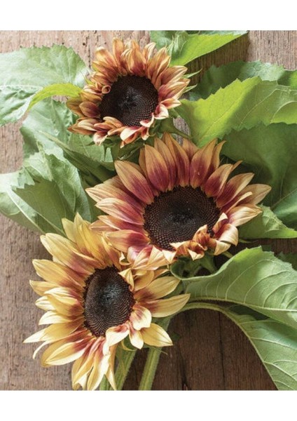 10 Adet Procut Plum Sunflower Tohumu