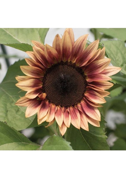 10 Adet Procut Plum Sunflower Tohumu