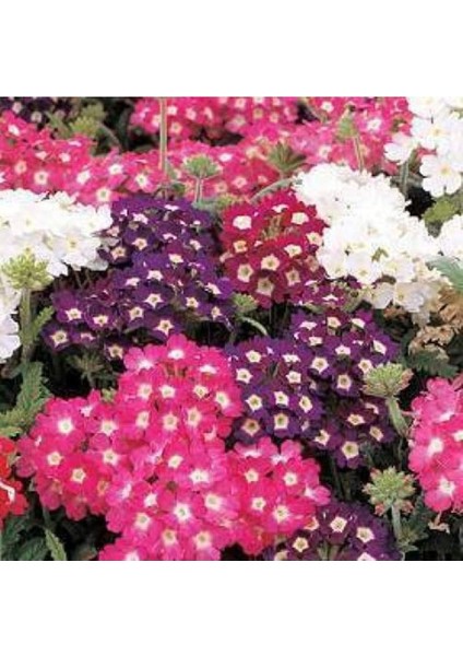 20 Adet Mıxed Colors Verbena Tohumu