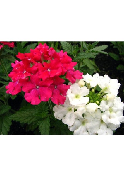 20 Adet Mıxed Colors Verbena Tohumu