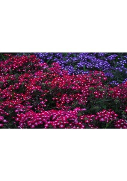 20 Adet Mıxed Colors Verbena Tohumu
