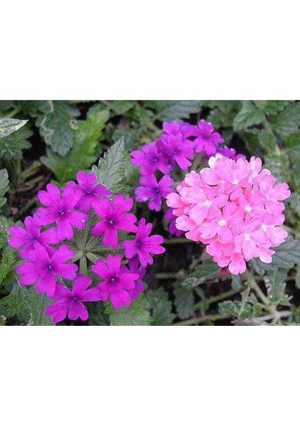 20 Adet Mıxed Colors Verbena Tohumu