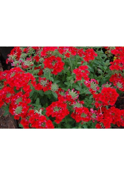 20 Adet Mıxed Colors Verbena Tohumu