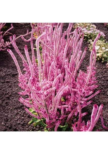 10 Adet Statice Seeds - Pink Limonium Tohumu
