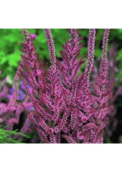 10 Adet Statice Seeds - Pink Limonium Tohumu