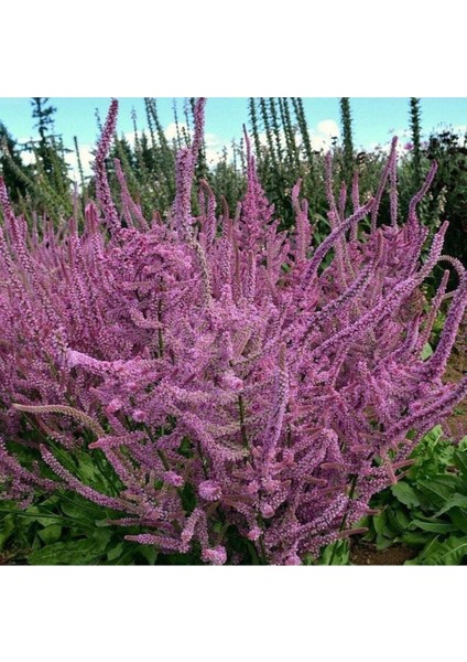 10 Adet Statice Seeds - Pink Limonium Tohumu