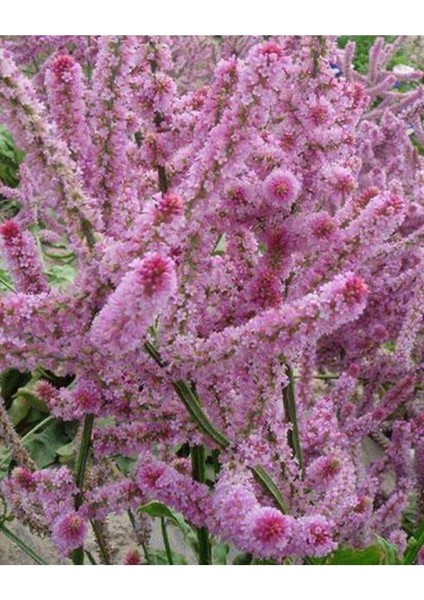 10 Adet Statice Seeds - Pink Limonium Tohumu