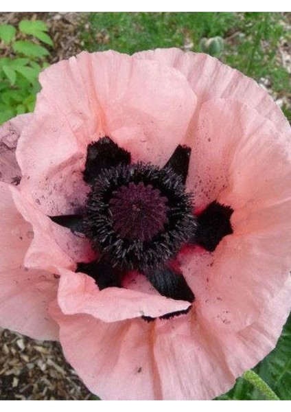 5 Adet Princess Victoria Louise Orıental Poppy Tohumu fırsatları