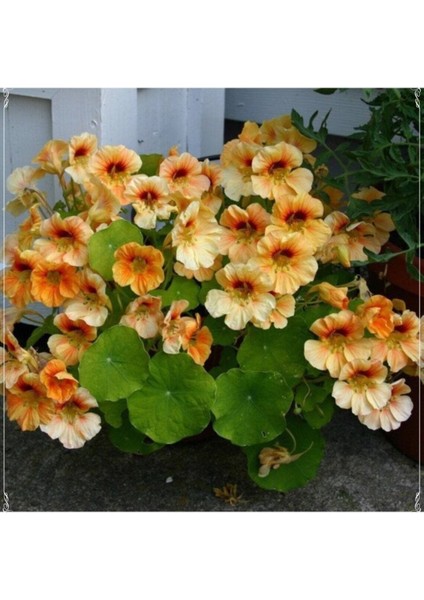 5 Adet Tropaeolum Peach Melba Nasturtium Tohumu
