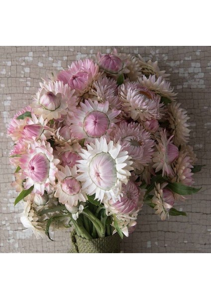 10 Adet Unique Strawflower Tohumu