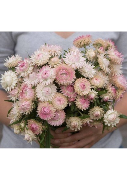 10 Adet Unique Strawflower Tohumu