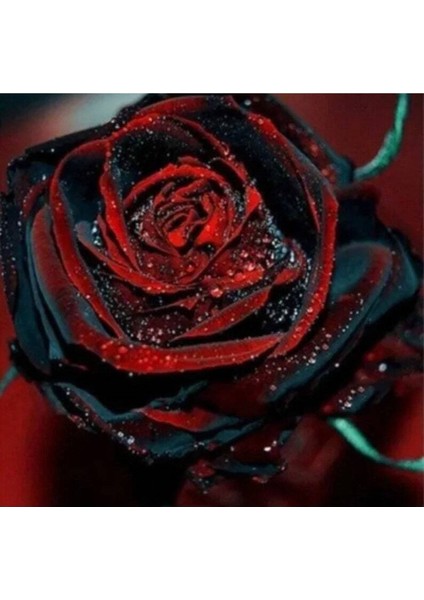 5 Adet Red And Black Rose Gül Tohumu