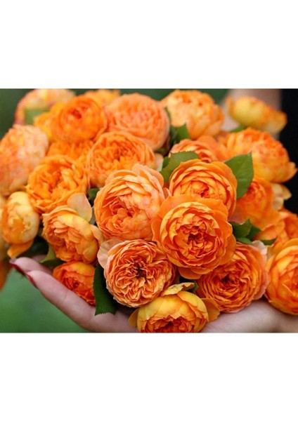 10 Adet Rosa Bush Gül Tohumu