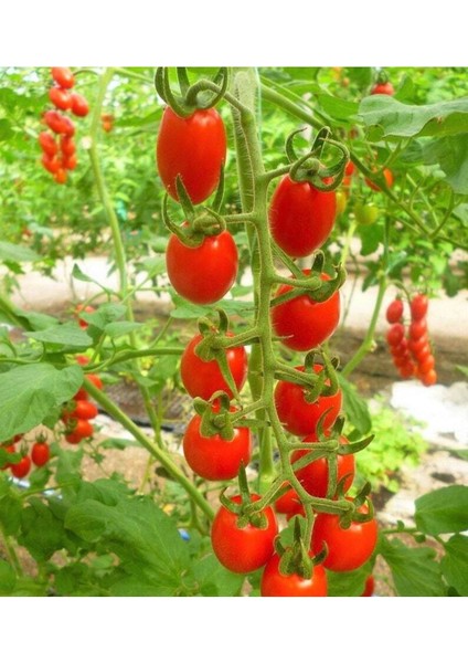 20 Adet Cherry Domates Tohumu
