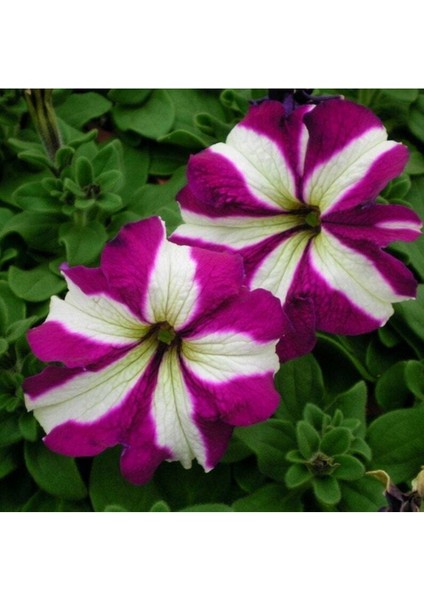 10 Adet Natural Trailing Petunia Purple Star Tohumu