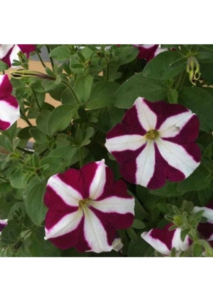 10 Adet Natural Trailing Petunia Purple Star Tohumu