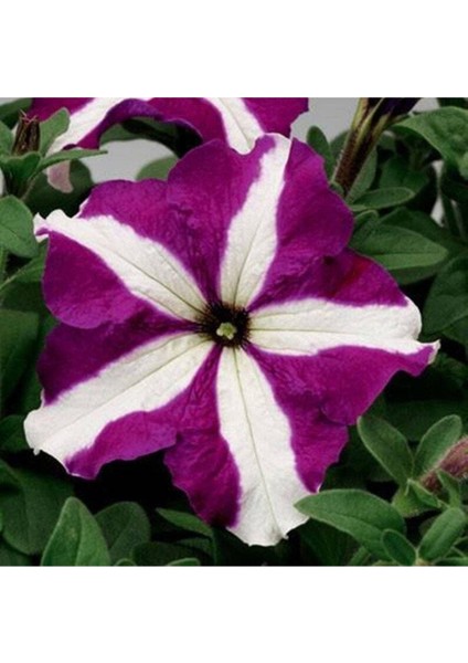 10 Adet Natural Trailing Petunia Purple Star Tohumu