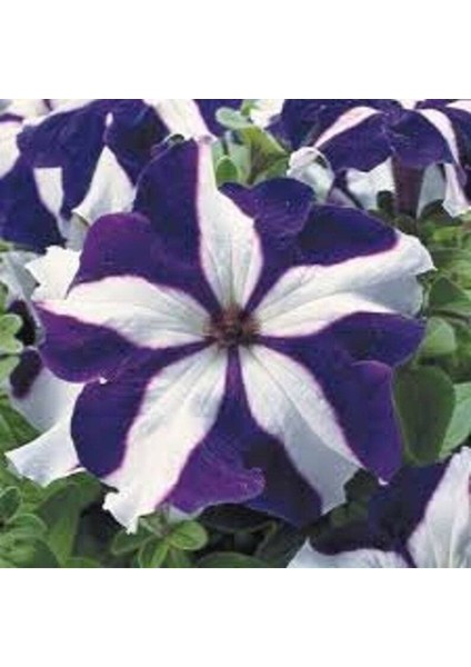 10 Adet Natural Trailing Petunia Purple Star Tohumu