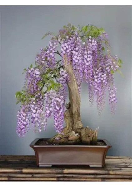 5 Adet Purple Rain Wisteria Living Room Bonsai Tohumu