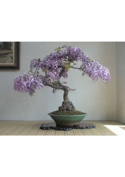 5 Adet Purple Rain Wisteria Living Room Bonsai Tohumu fiyatları