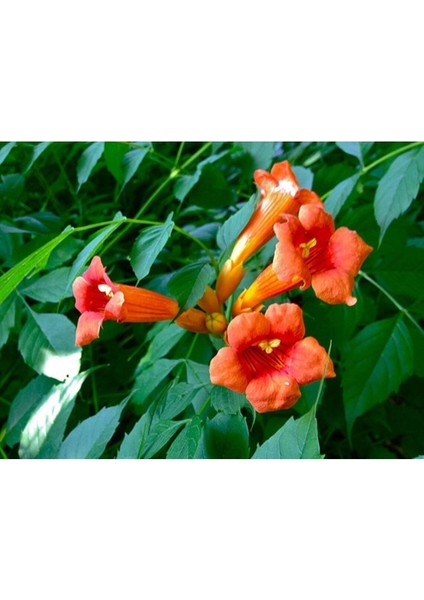 5 Adet Seeds Orange Trumpet Vine Tohumu