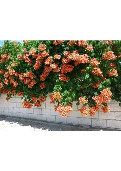 5 Adet Seeds Orange Trumpet Vine Tohumu fiyatları