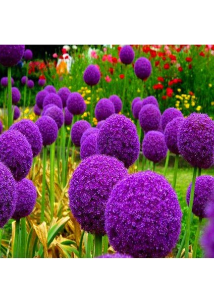 20 Adet Giant Ball Onion Allium Christophii Huge Hardy Perennial Tohumu