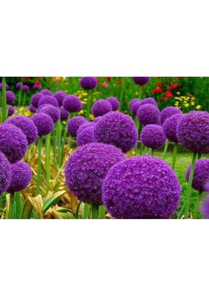 20 Adet Giant Ball Onion Allium Christophii Huge Hardy Perennial Tohumu