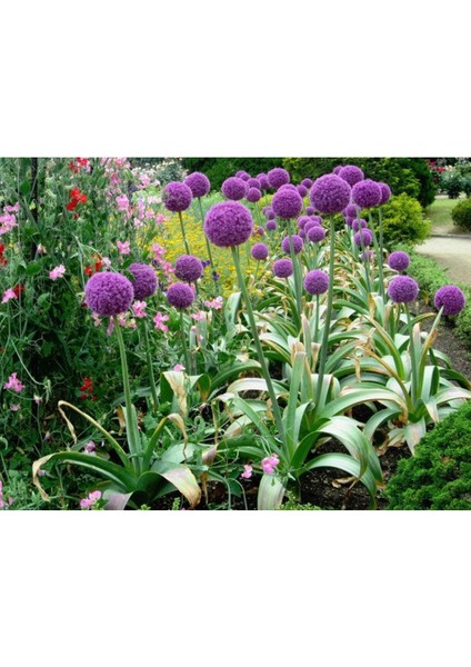 20 Adet Giant Ball Onion Allium Christophii Huge Hardy Perennial Tohumu