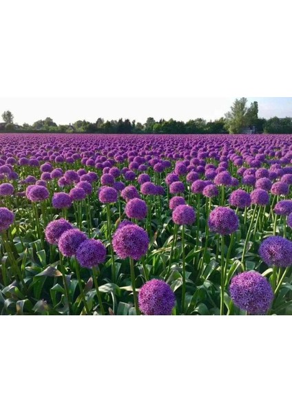 20 Adet Giant Ball Onion Allium Christophii Huge Hardy Perennial Tohumu