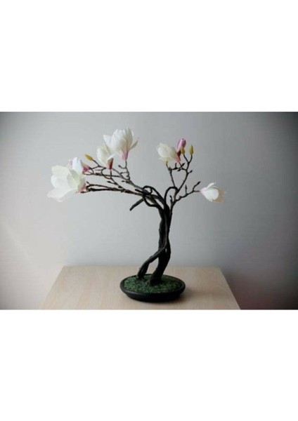 Magnolia Bonsai Ağacı Tohumu 3 Adet