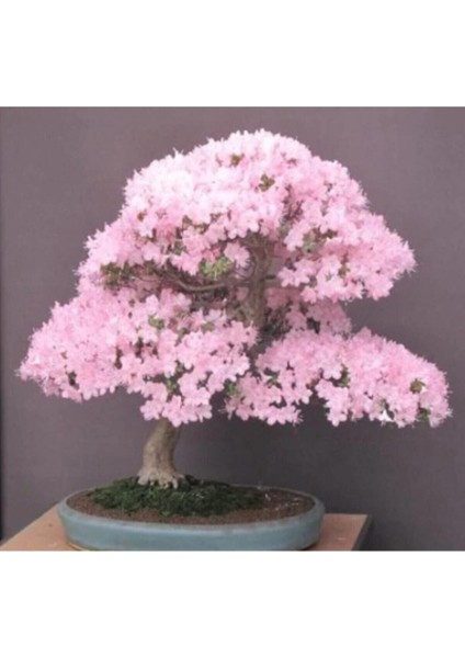 Bodur Cherry Blossom Bonzai Ağacı Tohumu 5 Adet Bonsai Ağacı Tohumu