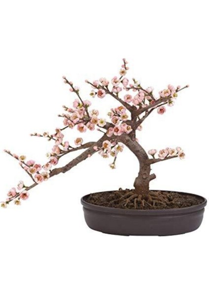 Bodur Cherry Blossom Bonzai Ağacı Tohumu 5 Adet Bonsai Ağacı Tohumu fiyatları