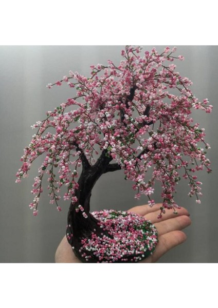 Bodur Cherry Blossom Bonzai Ağacı Tohumu 5 Adet Bonsai Ağacı Tohumu modelleri