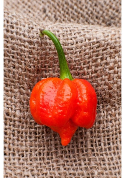 Dünyanın En Acısı Trinidad Scorpion Biber Tohumu / 10+ Adet Tohum