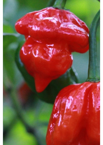 Dünyanın En Acısı Trinidad Scorpion Biber Tohumu / 10+ Adet Tohum