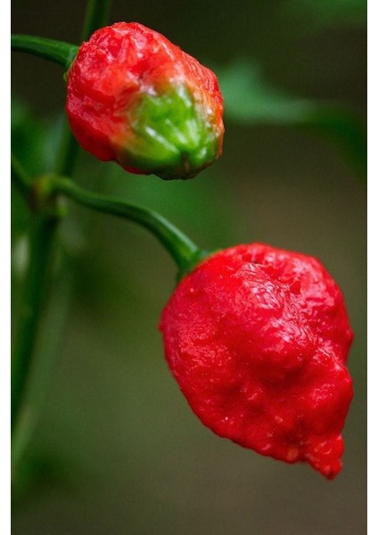 Dünyanın En Acısı Trinidad Scorpion Biber Tohumu / 10+ Adet Tohum