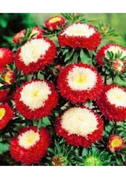 10 Adet Aster Pompon Winter Cherry Red Tohumu