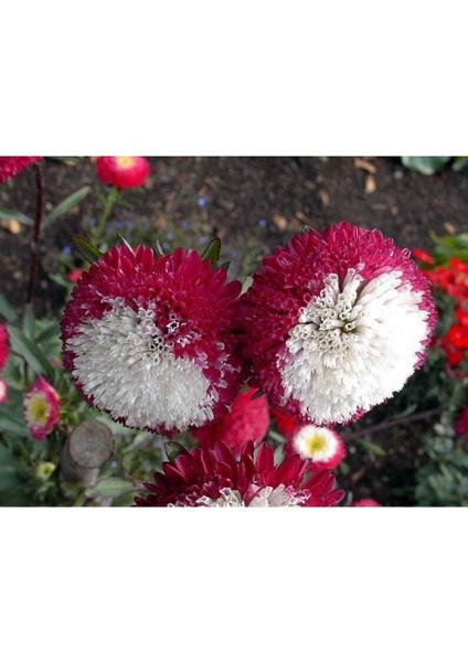 10 Adet Aster Pompon Winter Cherry Red Tohumu