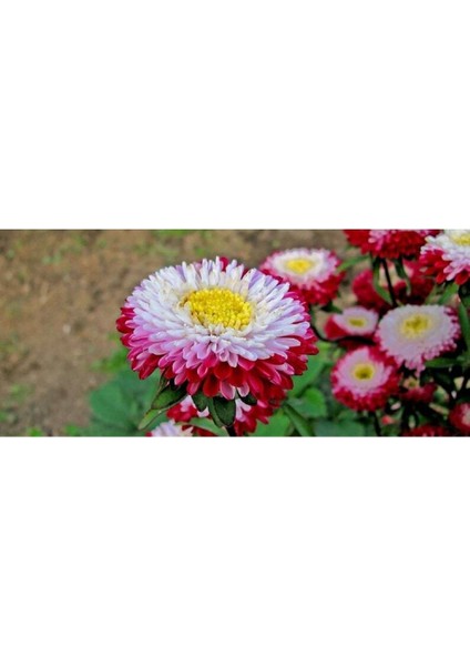 10 Adet Aster Pompon Winter Cherry Red Tohumu