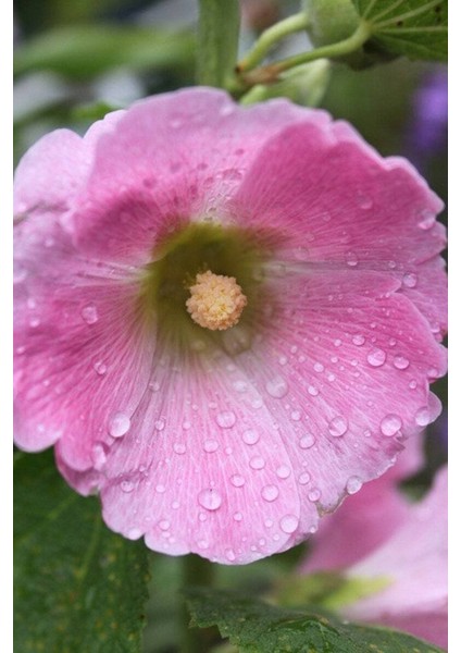 5 Adet Mixed Color Hollyhock Tohumu