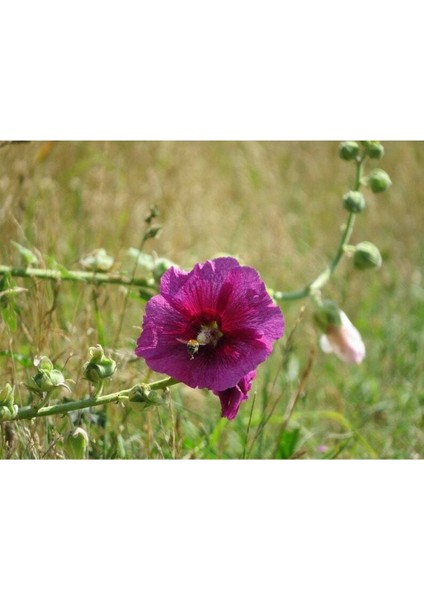 5 Adet Mixed Color Hollyhock Tohumu