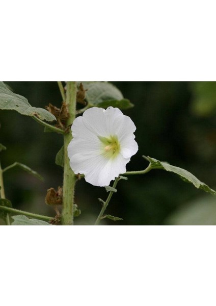 5 Adet Mixed Color Hollyhock Tohumu