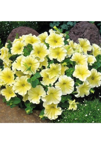 10 Adet Natural Trailing Petunia Yellow Star Tohumu