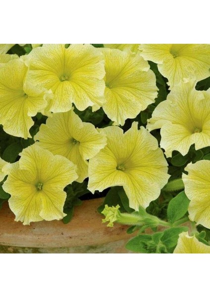 10 Adet Natural Trailing Petunia Yellow Star Tohumu
